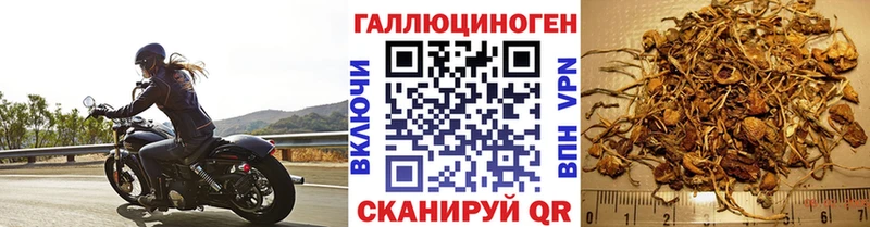 Галлюциногенные грибы Psilocybine cubensis  даркнет сайт  Суровикино 